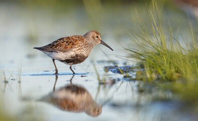 Dunlin - adult bird at a wetland on the spring migration 