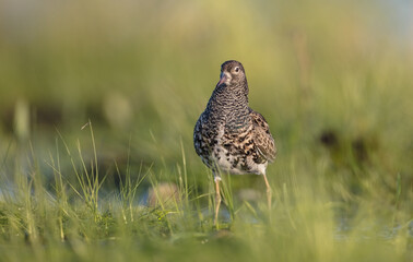 Ruff - male bird at a wetland on the mating season in spring