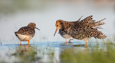  The ruff - pair at wetland on a mating season in spring