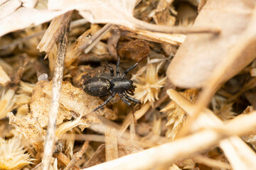 Black ground spider, Zodariidae at Satara, Maharashtra