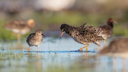  The ruff - pair at wetland on a mating season in spring