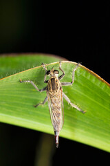Brown Robberfly, Philonicus albiceps at Satara, Maharashtra