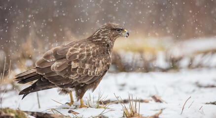 Common Buzzard in early spring at a wet forest