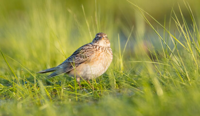 Eurasian skylark - male bird in spring at ta wetland