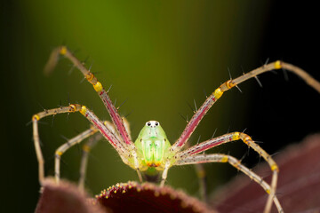 Green lynx spider, Peucitya jabalpurensis at Satara, Maharashtra