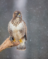 Common Buzzard in early spring at a wet forest