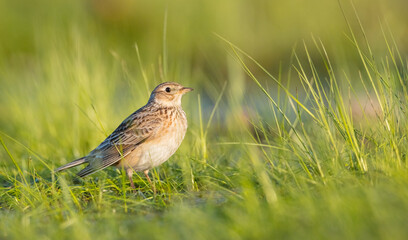 Fototapeta premium Eurasian skylark - male bird in spring at ta wetland