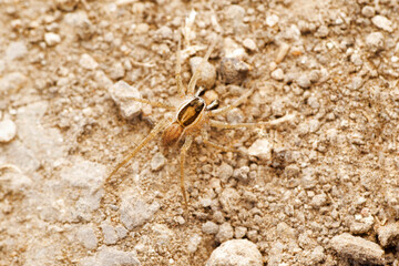 Ground wolf spider, Draposa atropalpis at Satara, Maharashtra