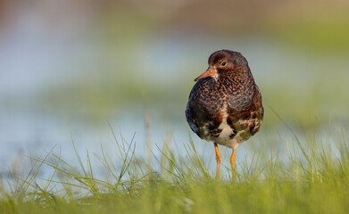 Ruff - male bird at a wetland on the mating season in spring