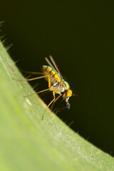 Lateral view of Long legged fly, Condylostylus clunalis at Satara, Maharashtra