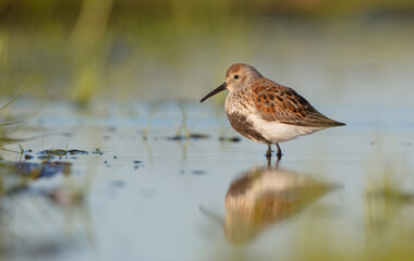 Dunlin - adult bird at a wetland on the spring migration 