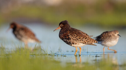 Ruff - male bird at a wetland on the mating season in spring