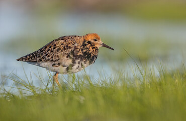 Ruff - male bird at a wetland on the mating season in spring