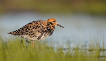 Ruff - male bird at a wetland on the mating season in spring