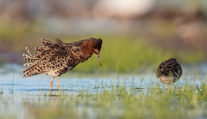  The ruff - pair at wetland on a mating season in spring