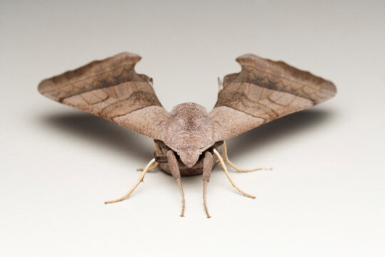 Portrait of Marumba Hawk Moth, Marumba dyas at Satara, Maharashtra