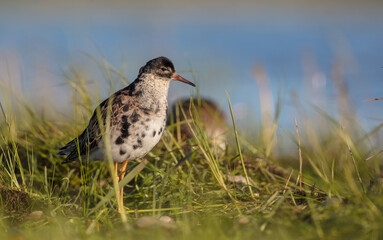 Ruff - male bird at a wetland on the mating season in spring