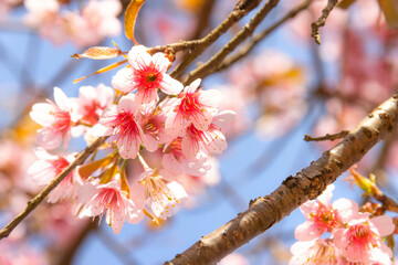Close-up Wild Himalayan Cherry Blossom flower tree