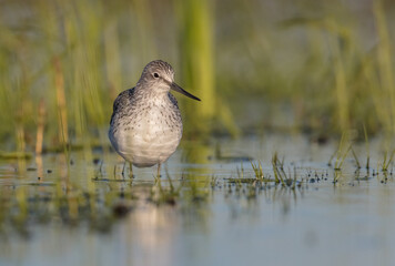 Common Greenshank feeding at a wetland in spring on a migration way