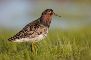 Ruff - male bird at a wetland on the mating season in spring