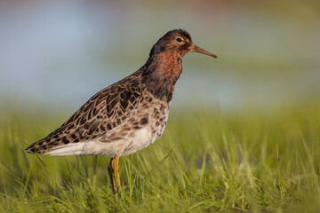 Ruff - male bird at a wetland on the mating season in spring