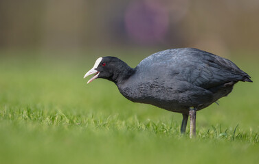 Eurasian coot - adult bird in spring