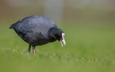 Eurasian coot - adult bird in spring