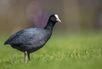 Fototapeta premium Eurasian coot - adult bird in spring
