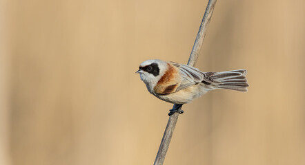 Eurasian Penduline Tit  at the wetland in spring © Simonas