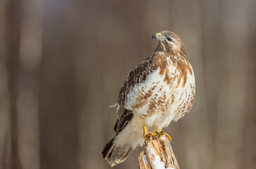 Common Buzzard in early spring at a wet forest