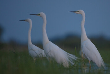 Great White Egret - at a wetland in spring just before the dawn
