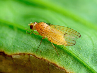Tropical Fruit Fly Drosophila Diptera Parasite Insect Pest on Vegetable Macro