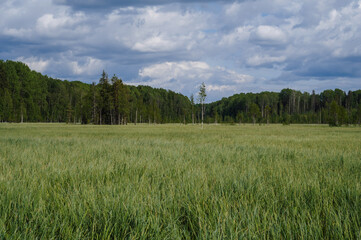 large swamp with grass in field in forest on a cloudy summer day in Russia