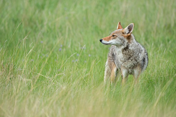 Coyote (Canis latrans) in the wild
