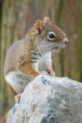 Cute squirrel on the rock