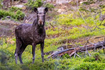 Fototapeta premium moose in the forest