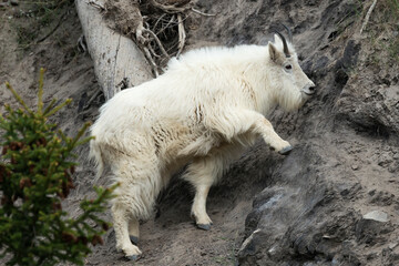 Obraz na płótnie Canvas Mountain goat (Oreamnos americanus) in the wild
