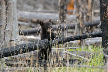Black bear (Ursus americanus) in the wild