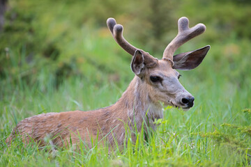 White tailed deer (Odocoileus virginianus)