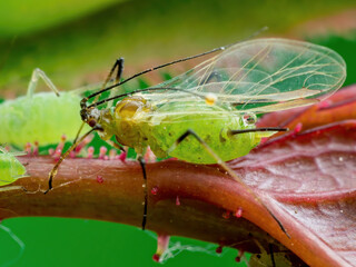 Aphid Colony Close-up. Greenfly or Green Aphid Garden Parasite Insect Pest Macro on Green Background