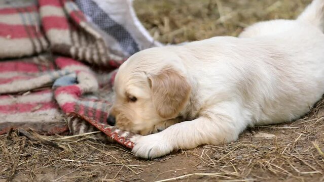 cute images of puppy playing by himself