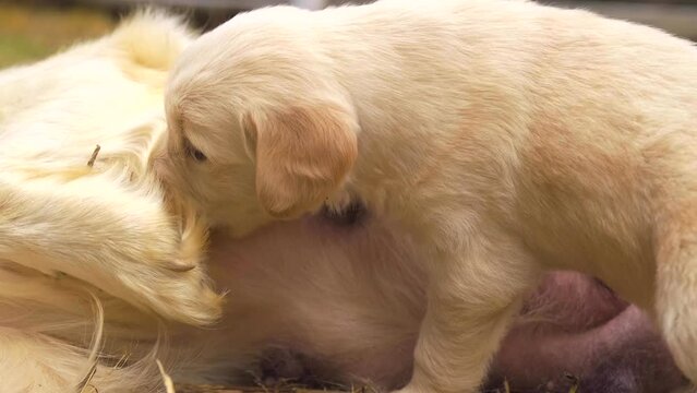 sweet images of puppies drinking milk from their mothers