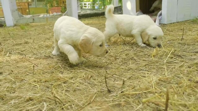 cute images of puppies playing with each other