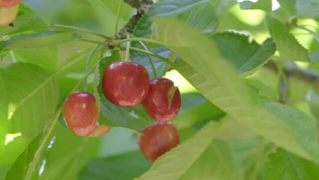 close-up of tree branches full of red cherries