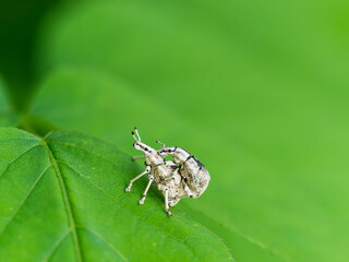 ゾウムシの交尾