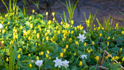 Fresh white flowers giving an impression of white mat in woodland gothenburg sweden