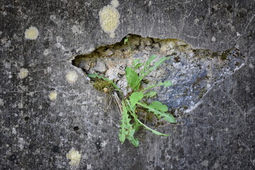 Plant in a Stone Wall