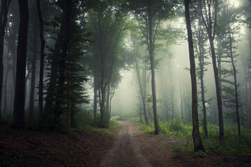 road in green forest, misty morning landscape