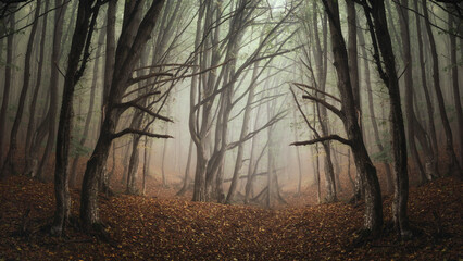 mysterious woods landscape with scary trees