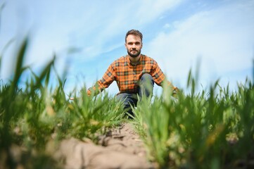 A young farmer inspects the quality of wheat sprouts in the field. The concept of agriculture